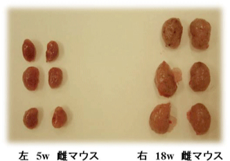 自然発症型多発性嚢胞腎マウス